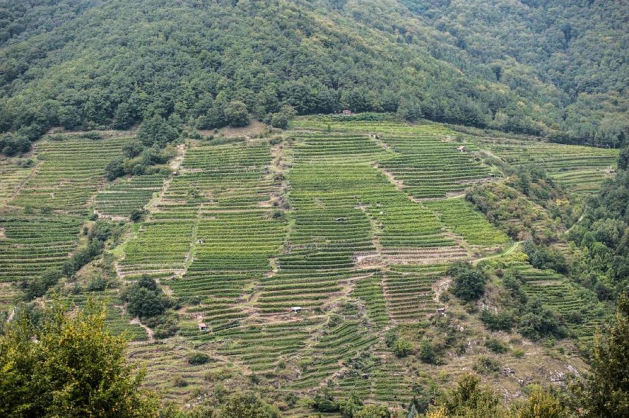 Gut am Steg Weingut Piewald 아파트 외부 사진